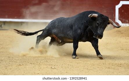 bull images stock  vectors shutterstock