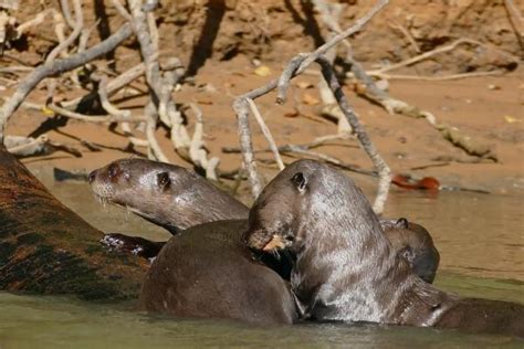 15 ANIMAIS BRASILEIROS: Características e curiosidades