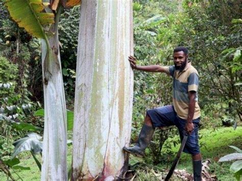 Berita Terkait Dengan Pohon Pisang Terbesar Di Dunia Indozoneid