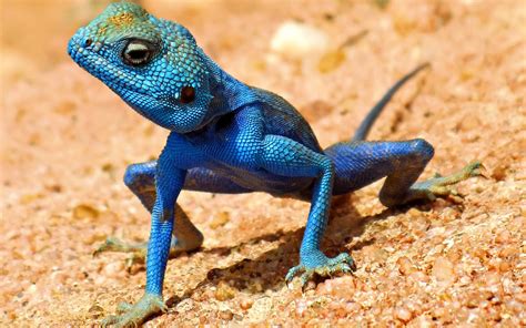 Blue Lizard Wallpapers Top Free Blue Lizard Backgrounds Wallpaperaccess