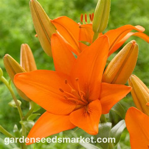Lys asiatique - Orange Ton - Lilium - Orange éclatant, floraison