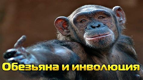 Как обезьяна произошла от человека( Инволюция обезьяны ФАКТЫ) - YouTube