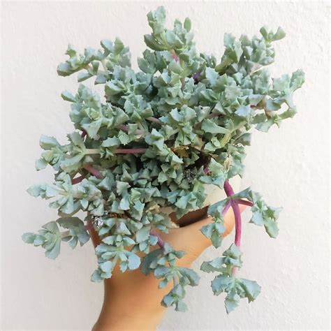 Pink Ice Plant Sandstone Vygie Succulent | Care Guide | Ice plant