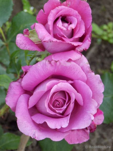 Саженцы штамбовой розы клод брассер купить в Москве по цене от 3690 рублей