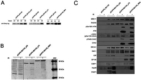 Evaluation Of The Strep Tag Recombinant Proteins Expression And Western