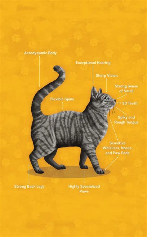 people  love cats dk brothers madisons niche