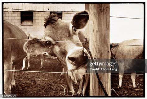 79 Electric Fence Cattle Stock Photos, High-Res Pictures, and Images - Getty Images