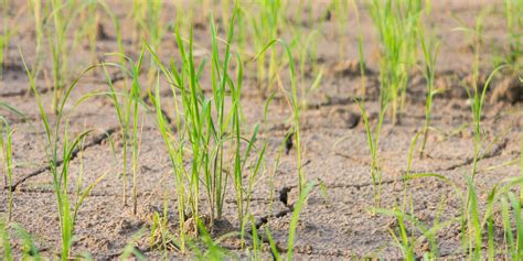 Understanding How Salinity Damages Wheat And Barley Crops The