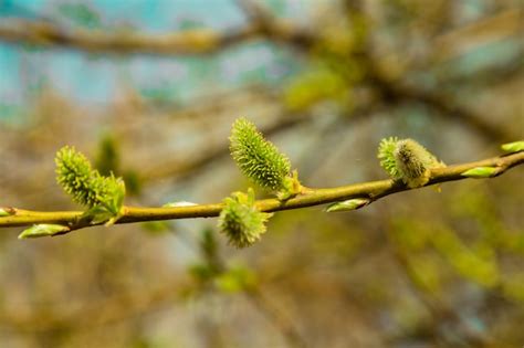 Premium Photo Fluffy Green Pussy Willow Bud Flowering Branch Close Up