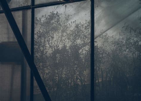 Inside the Race to Save Italy's Olive Trees | National Geographic