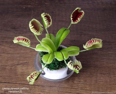 Венерина мухоловка купить в интернет-магазине Ярмарка Мастеров по цене ...