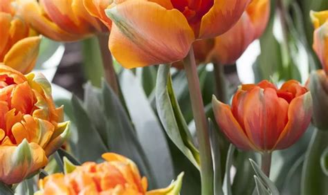 Tulpe Orange Princess Pflanze Pflege Tipps Floragard