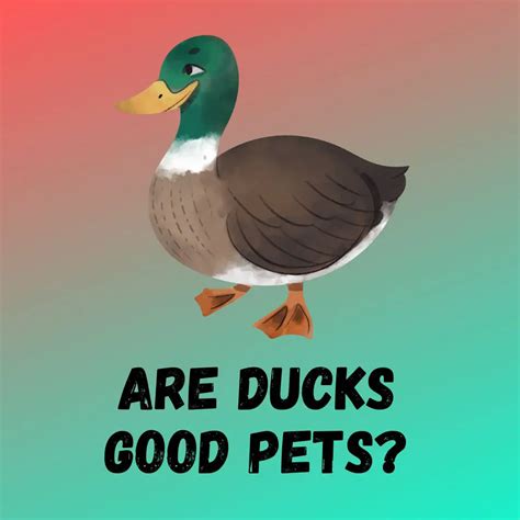 Are Ducks Good Pets Everything You Should Know