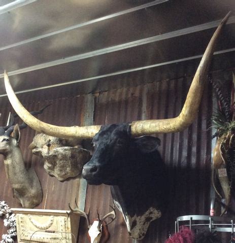 *SOLD* Longhorn Mount BBLKSB8 – Yee Haw Ranch Outfitters