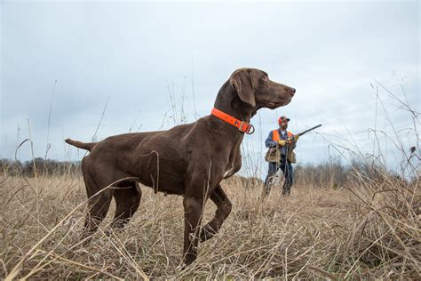 ultimate pheasant hunting forums