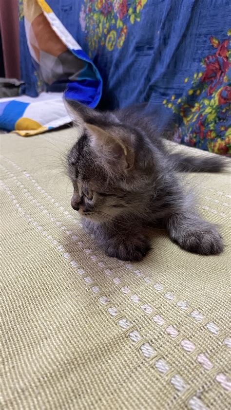 Regdoll kittens – Mykitten Breeder Community