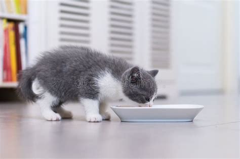 Cute Kitten Stock Photo Image Of Lovely Interesting 106720834