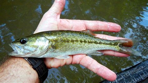 What Does A Freshwater Bass Look Like At Mike Fahey Blog