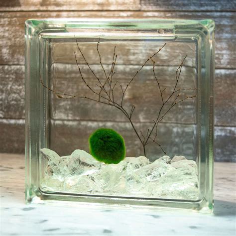 Moss Ball Pets Terrarium Kits | Marimo Ball Terrarium – Moss Ball Pets™
