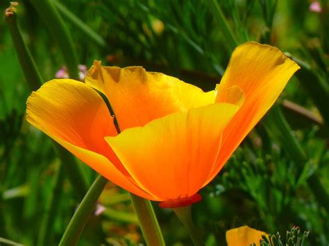 Iceland Poppy Papaver Nudicaule Free Photo On Pixabay