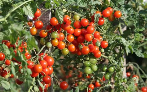 Sweetbaby Tomate Clause Home Garden