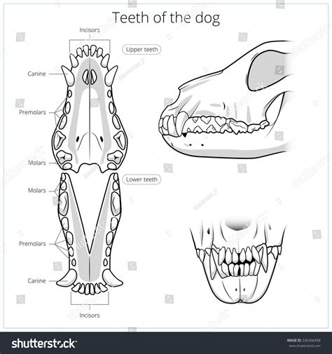 Dog Teeth Drawing Royalty-Free Images, Stock Photos & Pictures