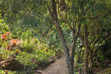 Explore And Hike Waimea Valley In Oahu This Hawaii Life