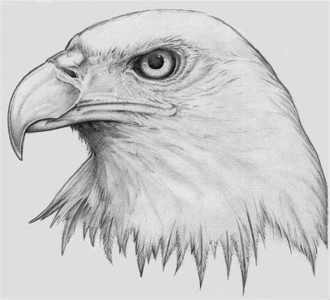 Printable Pictures Of Eagle Heads
