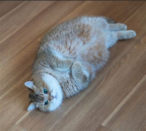 Hosico Cat