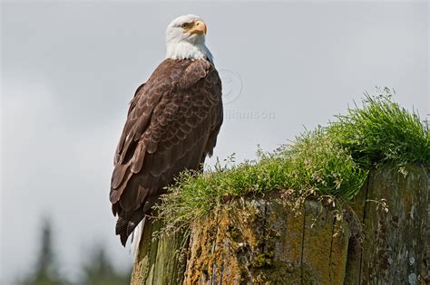 proud eagle steve williamson wildlife photography