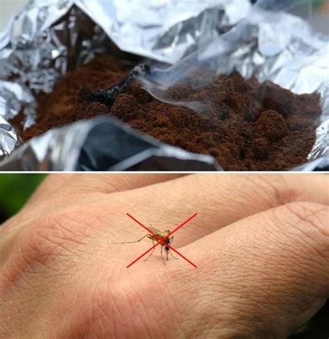 Il Trucco Pi Efficace Per Tenere Lontane Le Zanzare Dal Balcone