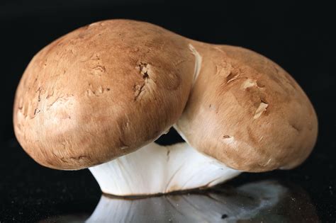 Pilz Essen Lebensmittel Kostenloses Foto Auf Pixabay Pixabay