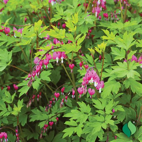 Dicentra spectabilis (Old-Fashioned Bleeding Heart) - DeGroot