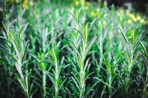 Rosemary - Plant Propagation