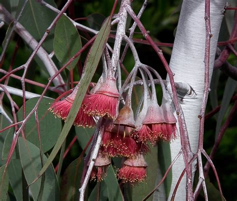 Western Australian Flora