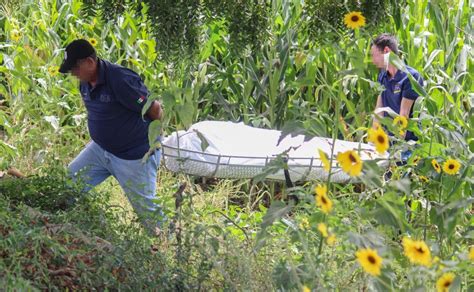 Encuentra A Hombre Muerto En Un Sembradío De Maíz En Navolato