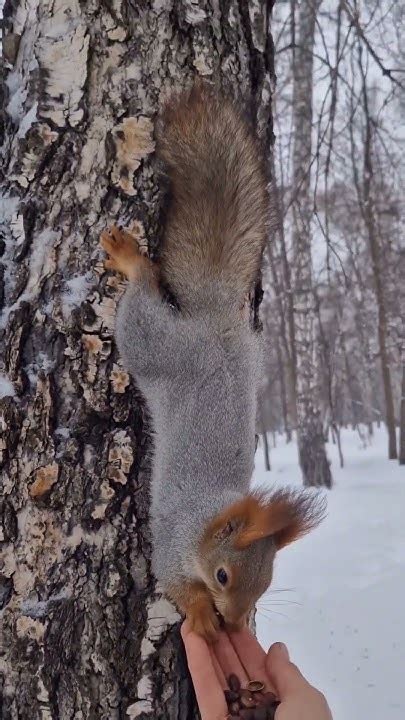 Полухвост поел, поделился с синичкой, взял на дорожку фундук. - YouTube