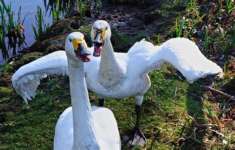 Bewick S Swans Olwyn Mcewen Flickr