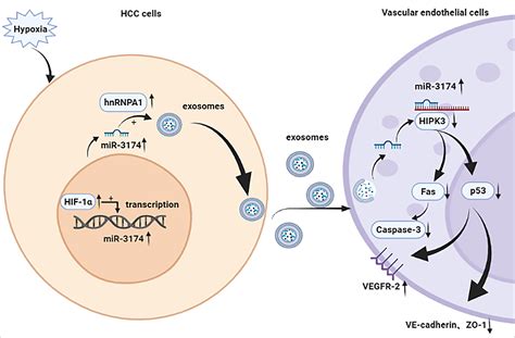 Exosomal Mir Induced By Hypoxia Promotes Angiogenesis And