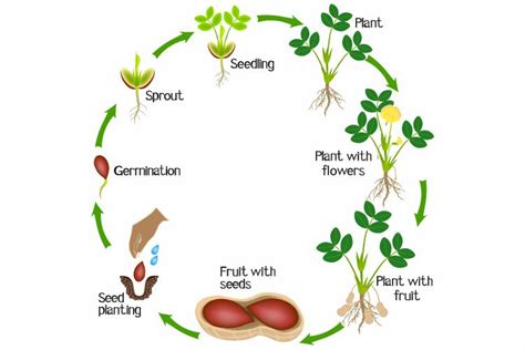 Cycle of a peanut plant growth isolated on white background.