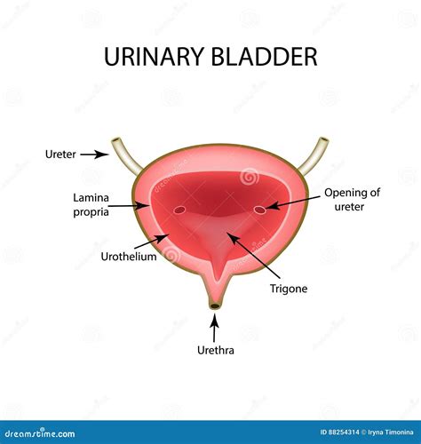Estructura Anatómica De La Vejiga Urinaria Infografía Ejemplo Del