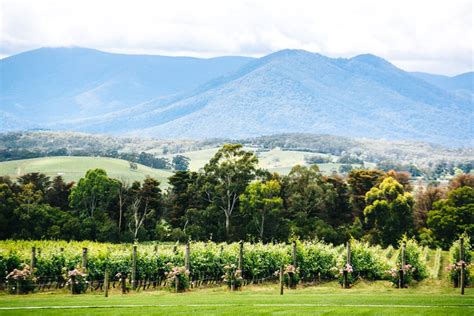 Yarra Valley Wine Tour: A Melbourne Must-Do | Frugal Frolicker