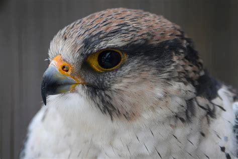 Por Qué Las Aves No Tienen Dientes Infobae