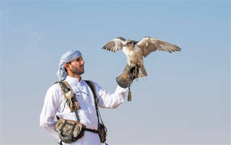 130+ Peregrine Falcon Falco Peregrinus Hunting In Uae Desert Stock ...