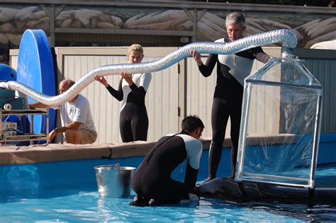 New Killer Whale Research At SeaWorld - Florida Parks