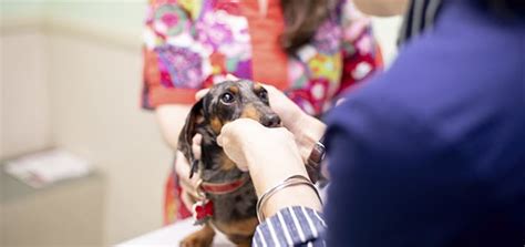 Dermatology For Cats And Dogs In Clemmons Vet Dermatology