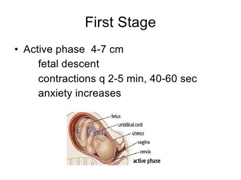 4 Stages Of Labor