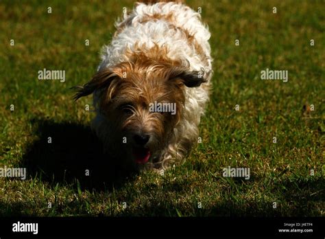 Wire Haired Jack Russell Terrier Stock Photo Alamy