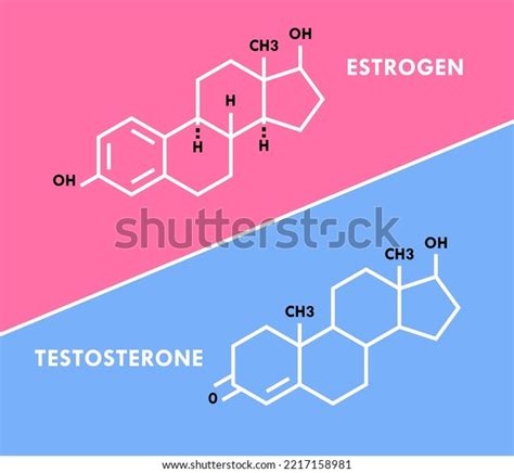 Estrogen Testosterone Hormones Symbol Sex Hormones Stock Vector Royalty Free