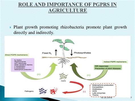 Pgpr